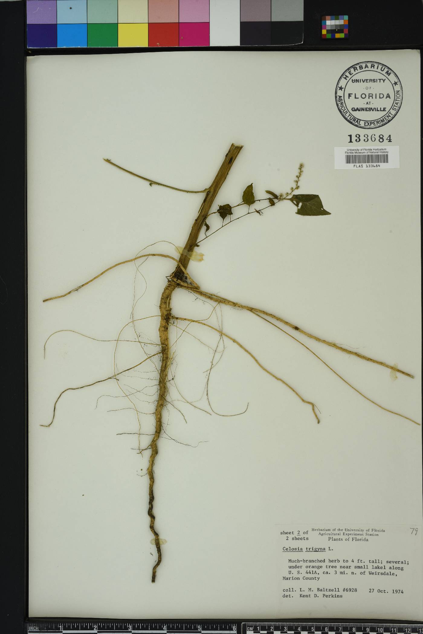 Celosia trigyna image