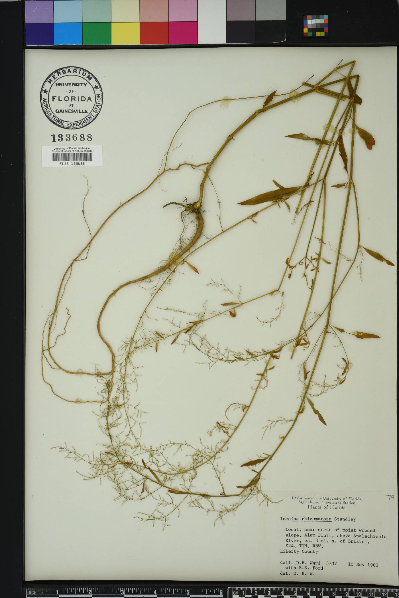 Iresine rhizomatosa image