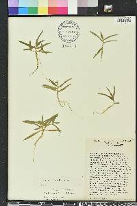 Murdannia nudiflora image