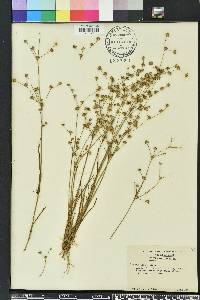 Juncus debilis image