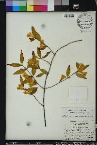 Gelsemium sempervirens image