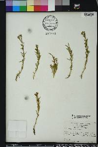 Polypremum procumbens image