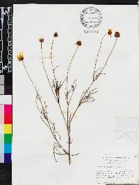 Coreopsis grandiflora image