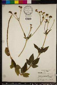 Bidens alba image