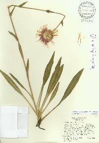 Stokesia laevis image