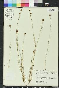 Rhynchospora fernaldii image