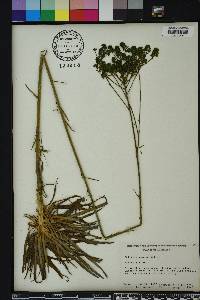 Polygala cymosa image