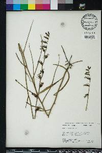 Lobelia glandulosa image