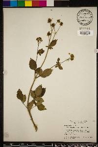 Bidens alba image