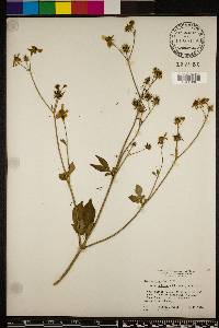 Bidens alba image