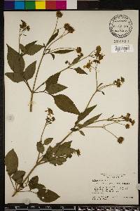 Bidens alba image