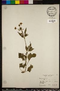 Bidens alba image