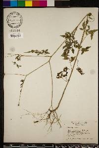 Bidens bipinnata image