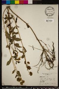 Bidens laevis image