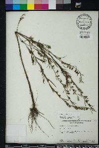 Ludwigia linearis image