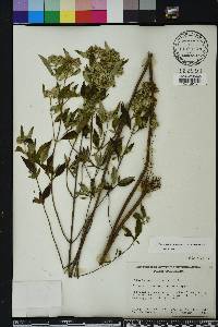 Pycnanthemum albescens image