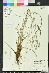 Rhynchospora inexpansa image