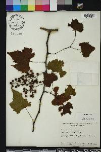 Vitis palmata image