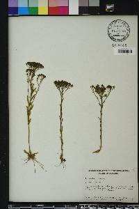 Polygala ramosa image