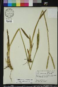 Paspalum floridanum image