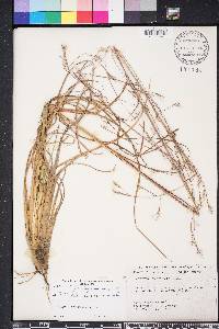 Andropogon brachystachyus image