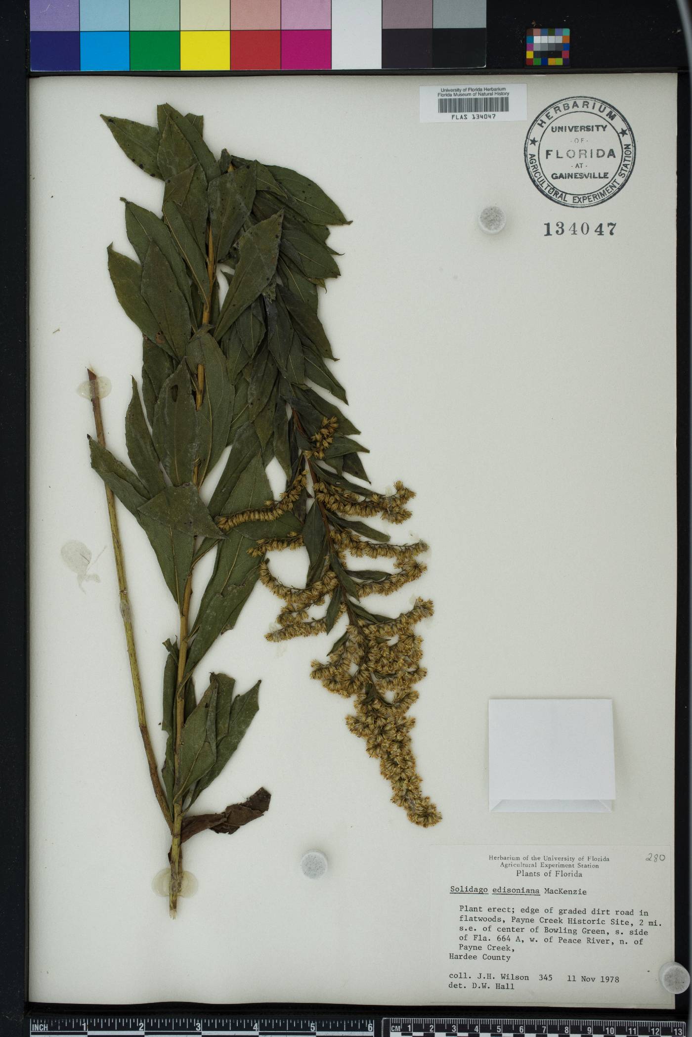 Solidago elliottii image