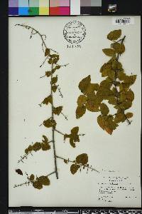 Sageretia minutiflora image