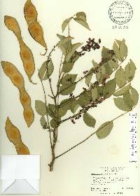 Lonchocarpus punctatus image