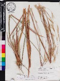 Andropogon arctatus image