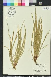 Carex austrocaroliniana image