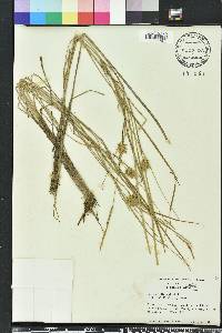 Carex bullata image