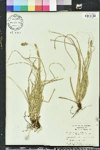 Carex cherokeensis image