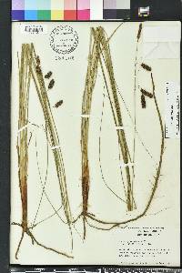 Carex glaucescens image