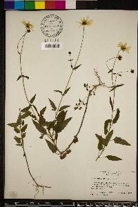 Bidens mitis image