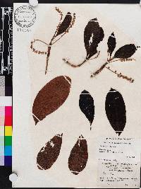 Terminalia lucida image
