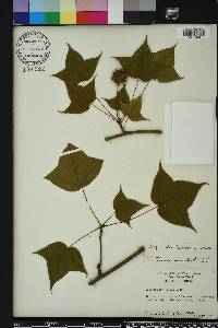 Liquidambar formosana image