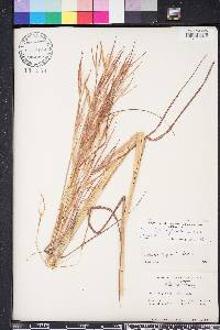 Andropogon longiberbis image