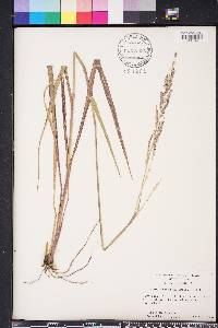 Eriochloa michauxii image