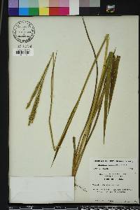 Paspalum floridanum image