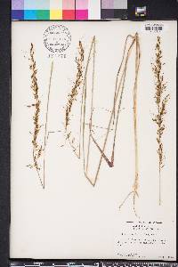 Sorghastrum elliottii image