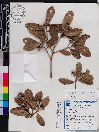 Quercus virginiana image