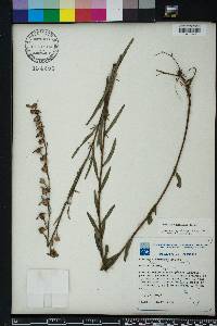 Ludwigia maritima image