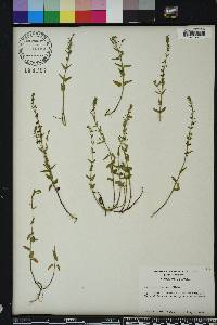 Scutellaria parvula image