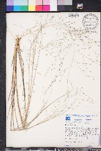 Eragrostis elliottii image