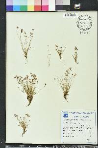 Bulbostylis barbata image