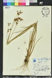 Juncus scirpoides image