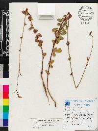 Chapmannia floridana image