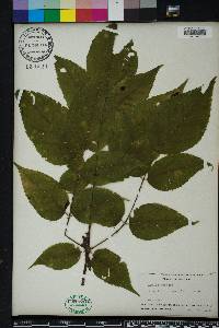 Aralia spinosa image