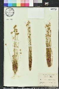 Bulbostylis warei image