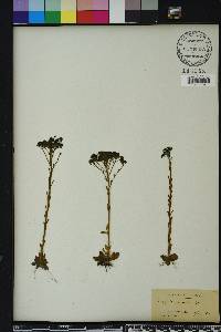 Polygala ramosa image